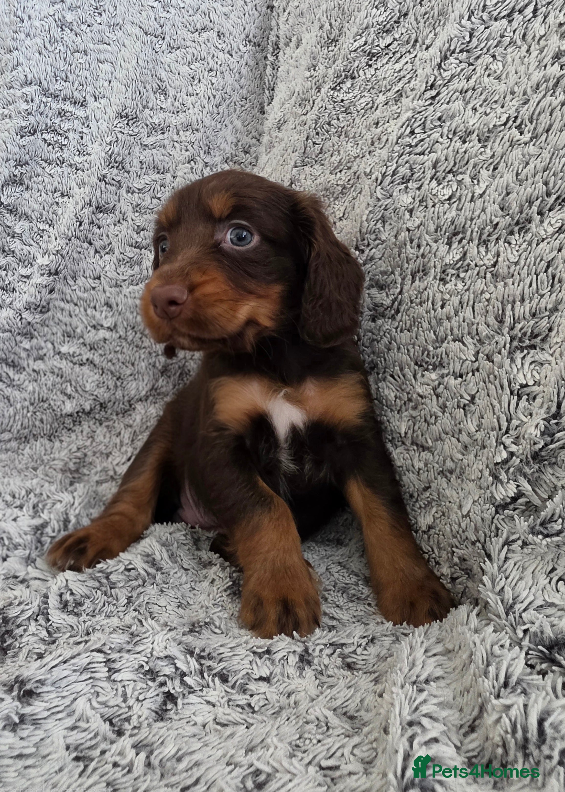 Cocker Spaniel dogs Cocker Spaniel Tan Pups (Working) - Advert 1