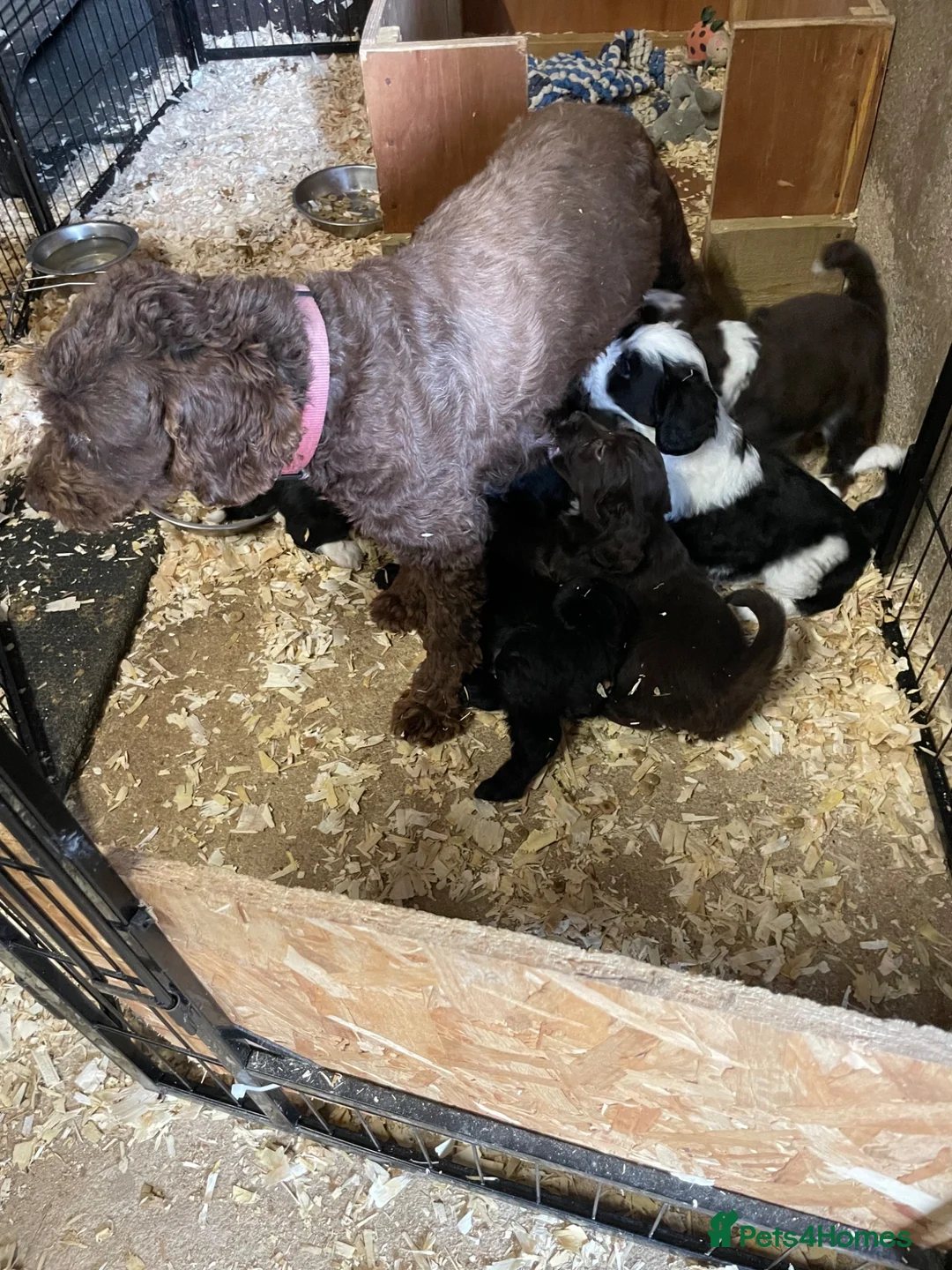 Cockapoo dogs for sale: 8 beautiful cockapoo puppies  - Advert 2
