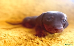 Dachshund dogs for sale: dachshund puppies  - Image 13