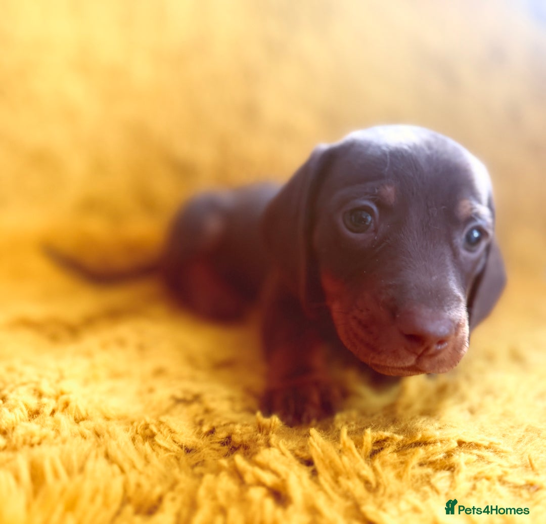 Dachshund dogs for sale: dachshund puppies  - Image 13