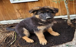 German Shepherd dogs for sale: German Shepherd pups - Image 5