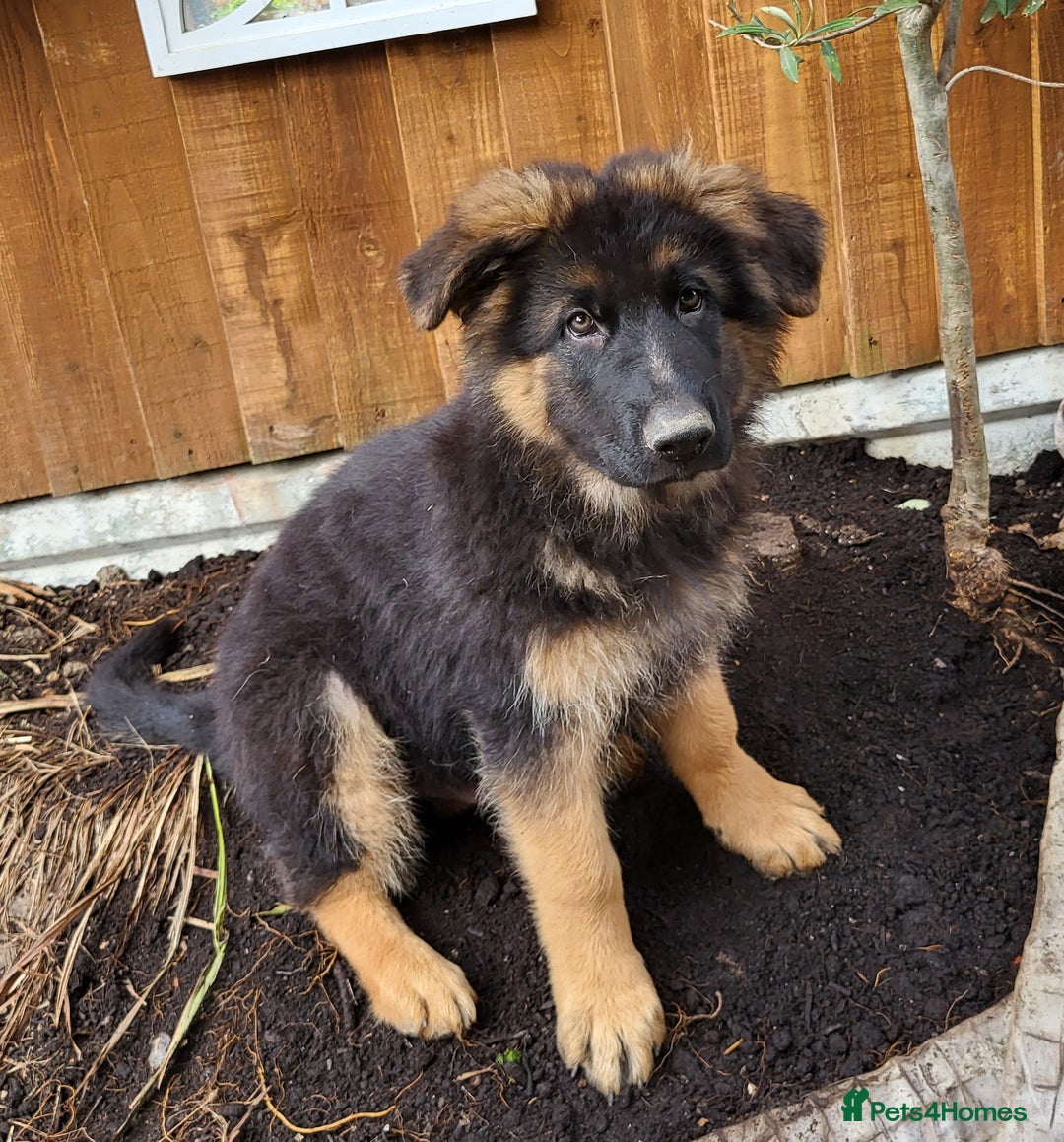 German Shepherd dogs for sale: German Shepherd pups - Image 5