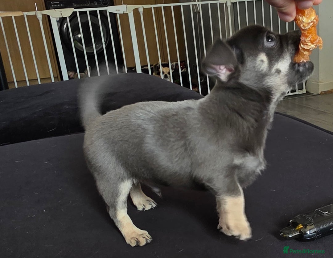 Chihuahua dogs for sale: 2 gorgeous blue & tan chihuahuas  - Image 4