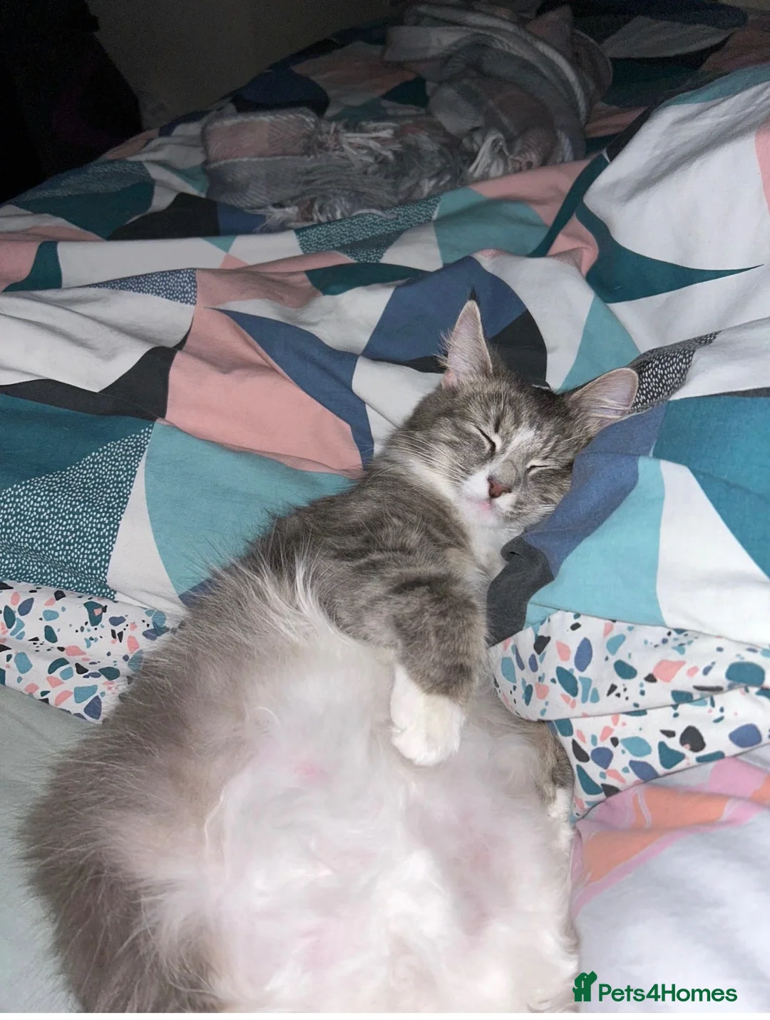 Mixed Breed cats for sale: 5 beautiful kittens - Advert 7