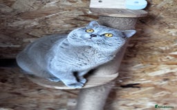British Shorthair cats for stud: ⭐️LILAC STUD BOY ( GCCF, TICA REG )  in Preston - Image 2