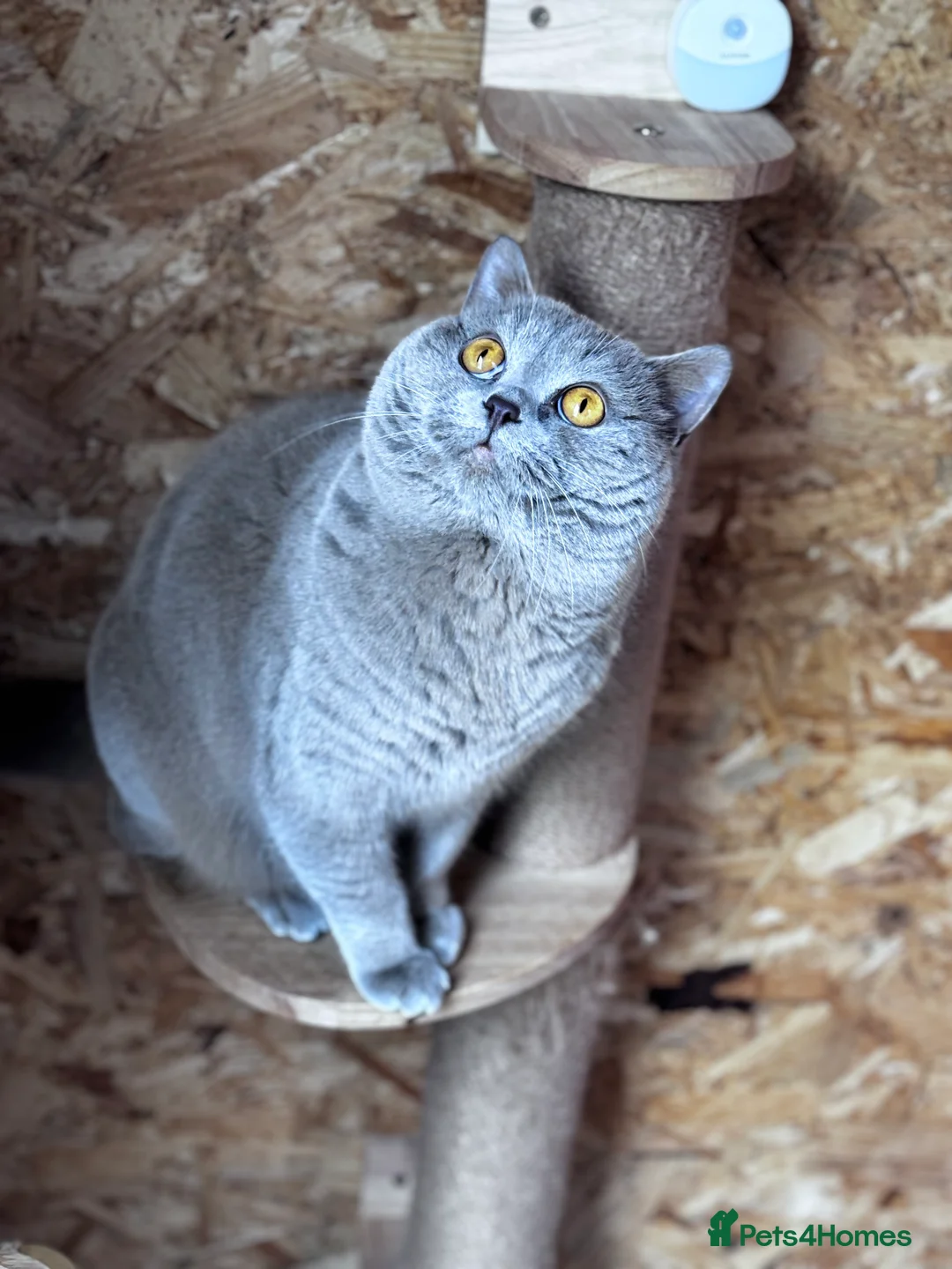 British Shorthair cats for stud: ⭐️LILAC STUD BOY ( GCCF, TICA REG )  in Preston - Advert 2