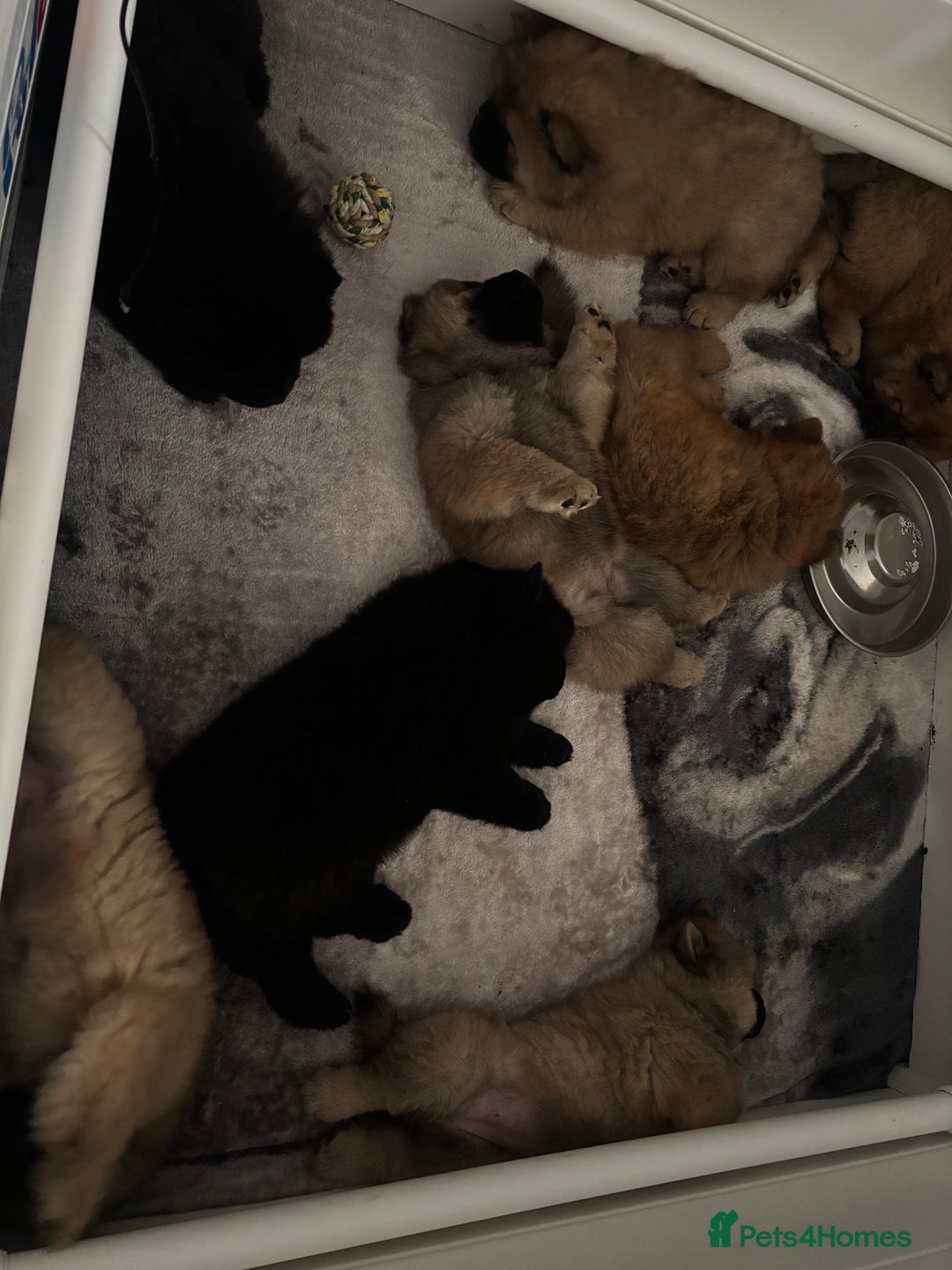Chow Chow dogs for sale: 🤍  1 STUNNING GIRL LEFT 🐾 READY TO LEAVE 🐾 - Image 25