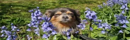 Chihuahua dogs for stud: Woody in Daventry - Advert 4