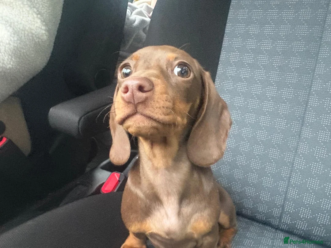 Miniature Dachshund dogs for sale: Girl mini dachshund in Telford - Advert 2