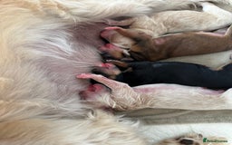 Maltipoo dogs for sale: Maltipoo puppies - Image 5