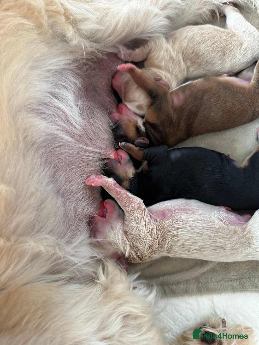Maltipoo dogs for sale: Maltipoo puppies - Image 5
