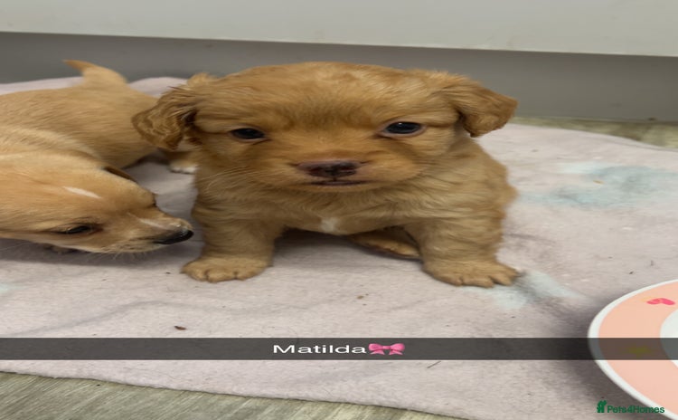 Mixed Breed dogs - Advert 13
