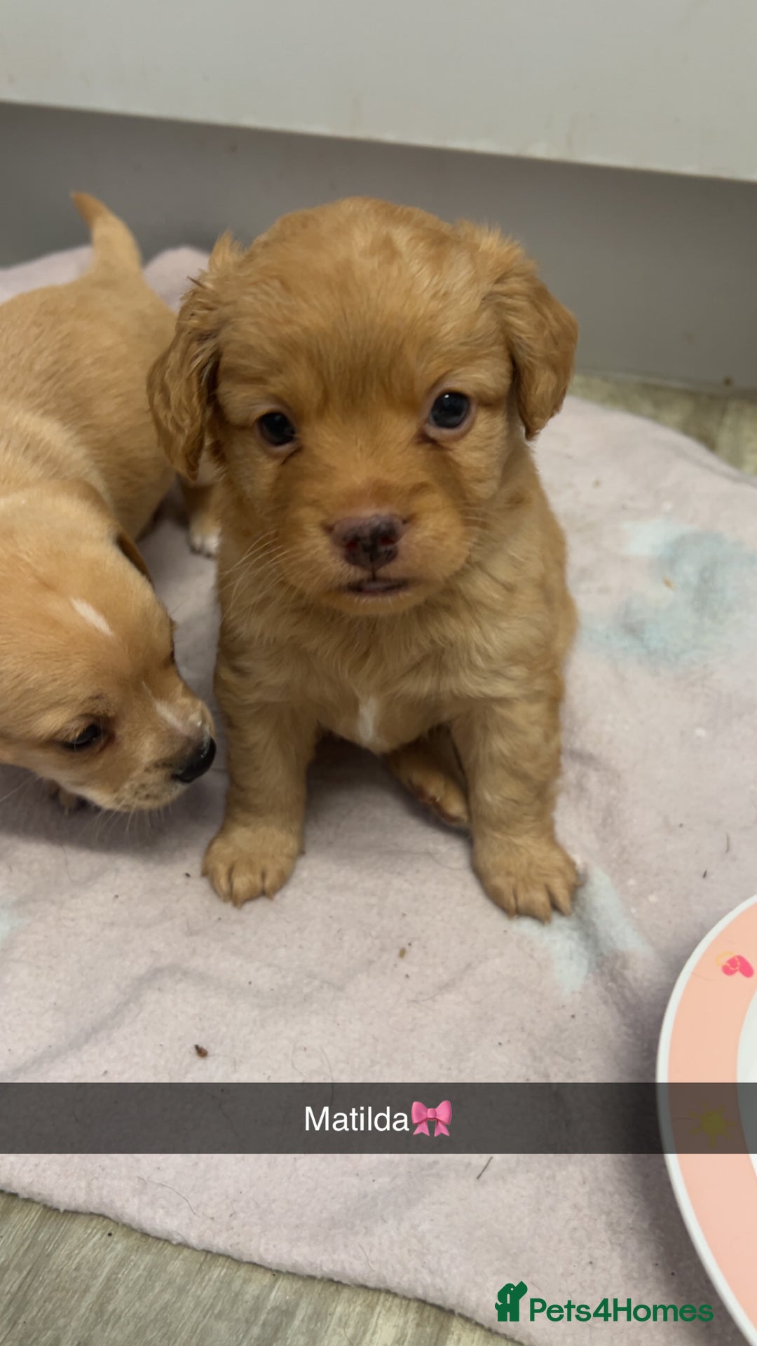 Mixed Breed dogs for sale: 4 beautiful playful pups - Image 1
