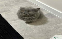 Persian cats for sale: Persian male and female &kittens  - Image 8