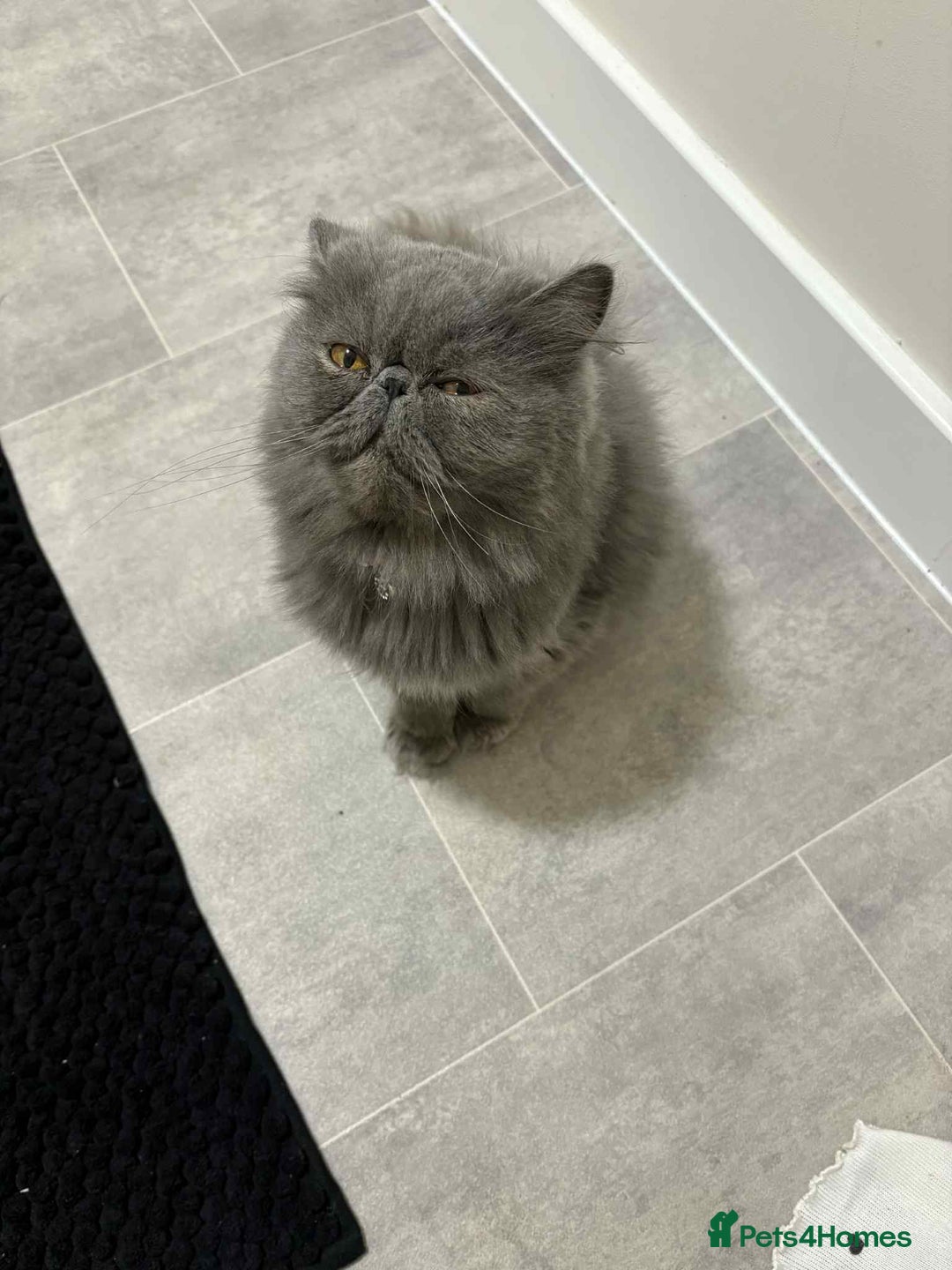 Persian cats for sale: Persian male and female &kittens  - Image 8
