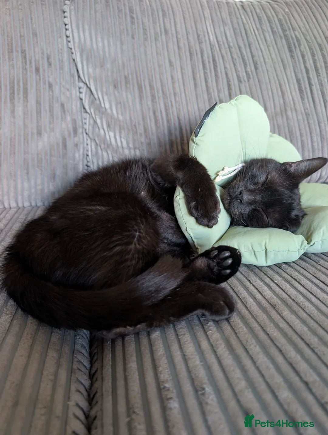 Domestic Shorthair cats for adoption: Cleo, stunning 2 year old girl  - Advert 5