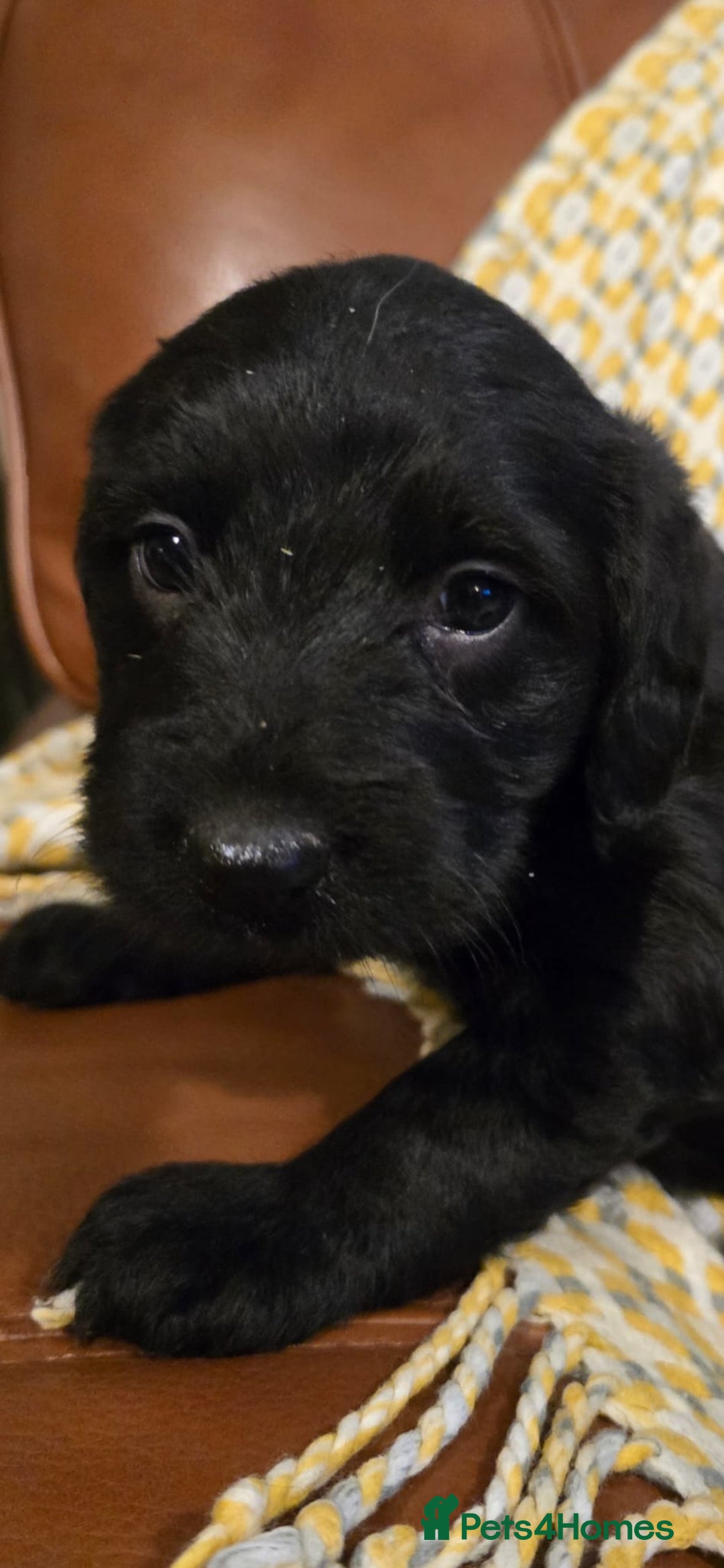 Sproodle dogs for sale: Springer spaniel x miniature poodle  - Advert 8