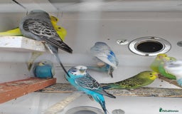 Budgerigars birds for sale: Budgies  - Image 3