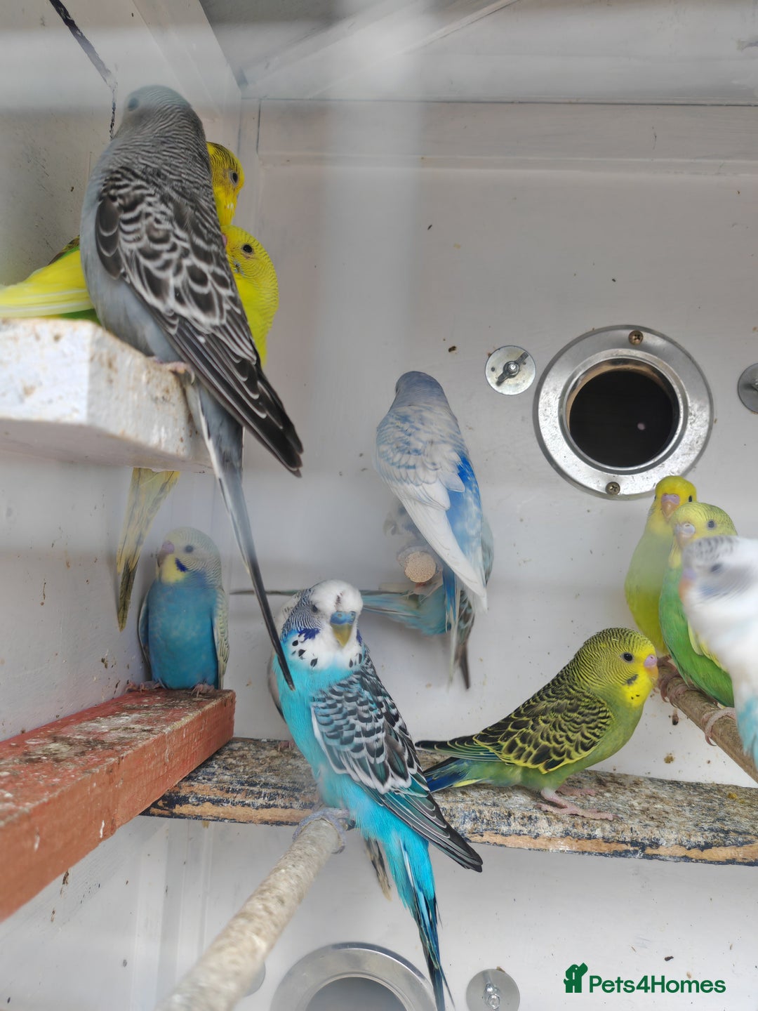 Budgerigars birds for sale: Budgies  - Image 3