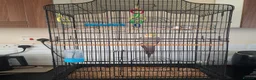 Cockatiels birds for sale: Male Cockatiel and large cage  in Hull - Advert 5