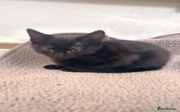 Mixed Breed cats for sale: 3 mixed female and 1 male  - Image 8