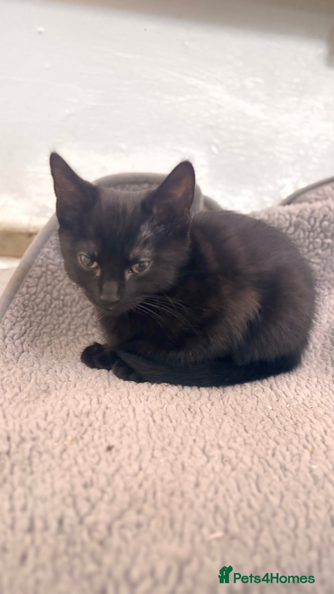 Mixed Breed cats for sale: 3 mixed female and 1 male  - Image 8