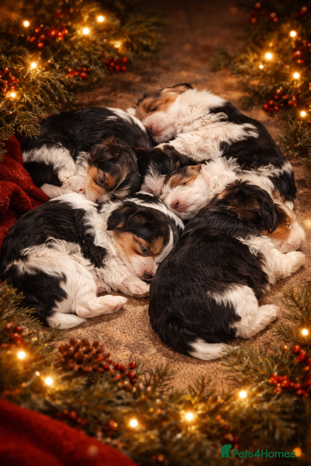 Yorkshire Terrier dogs 2 boys and 2 girls yorkshire terrier  - Advert 11