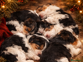 Yorkshire Terrier dogs 2 boys and 2 girls yorkshire terrier - Advert 11