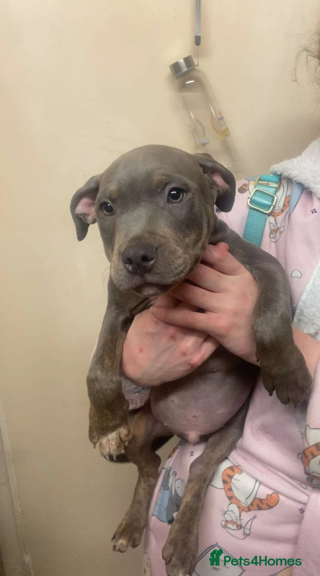 Staffordshire Bull Terrier dogs for sale: Beautiful Staffies pups  - Advert 7