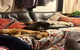 Lakeland Terrier dogs for stud: Lakeland cross patterdale terrier - Image 4