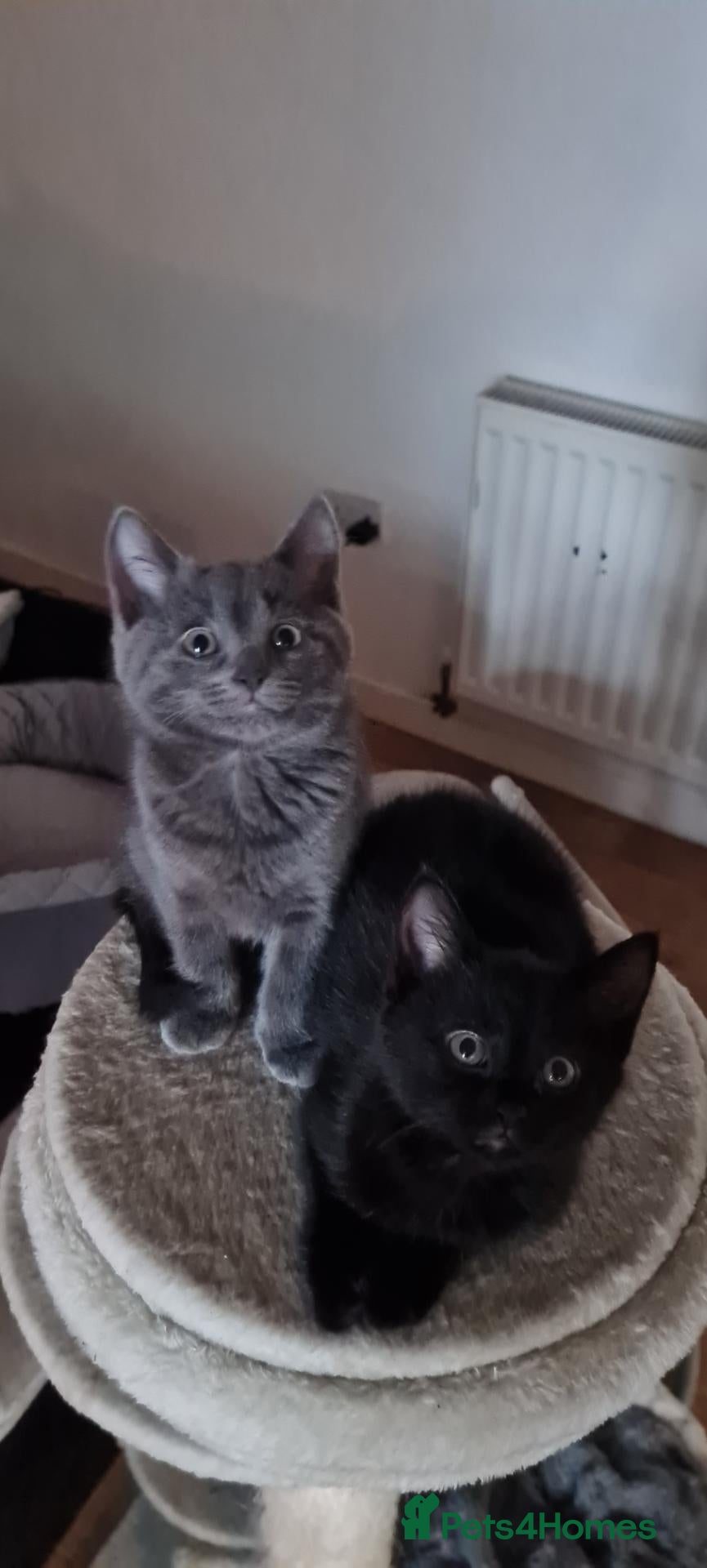 Mixed Breed cats for sale:  3 cute girls  looking for a forever home - Advert 1