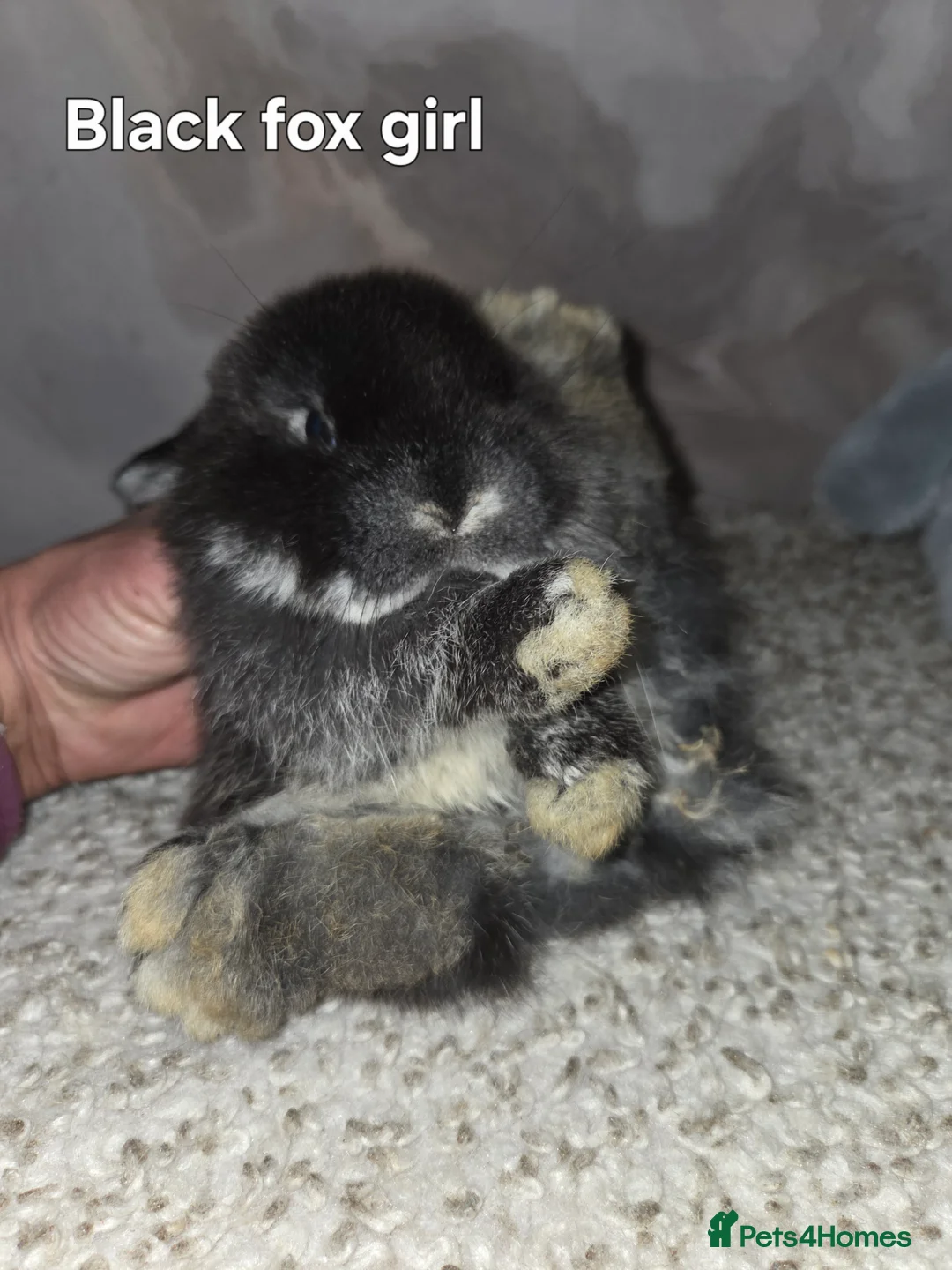 Mini Lop rabbits for sale: PURE MINI LOP BUNNIES ( All COLOURS) - Advert 19