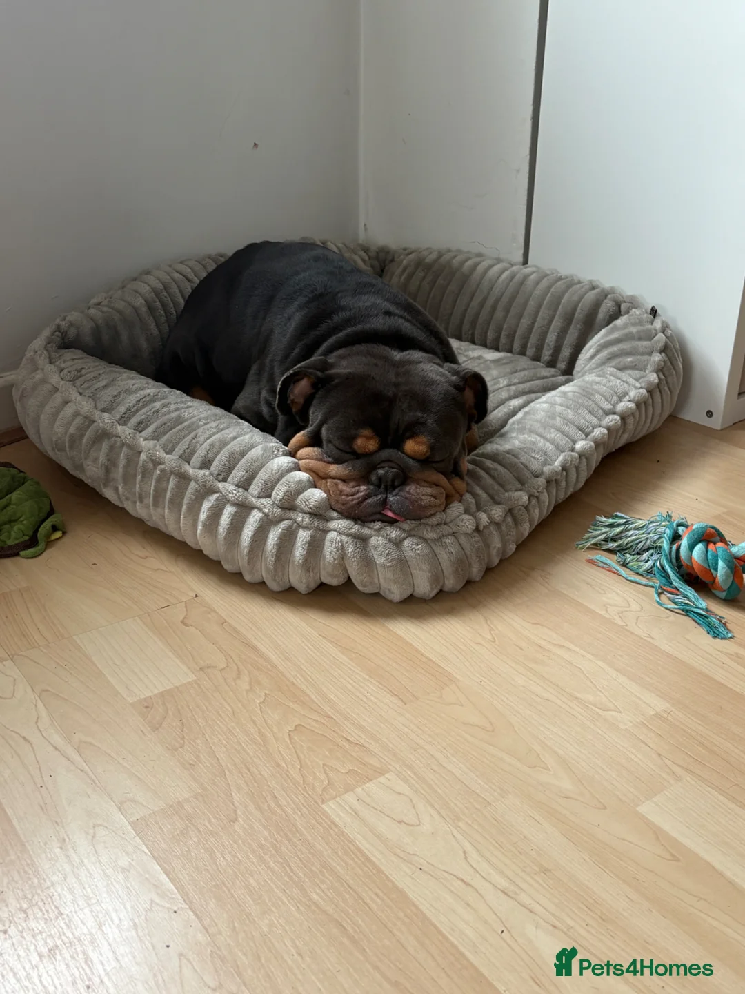 English Bulldog dogs for sale: English bulldog for rehoming  - Advert 12