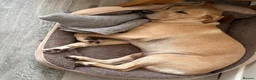 Labrador Retriever dogs for sale: 6 years old Labrador  - Advert 4