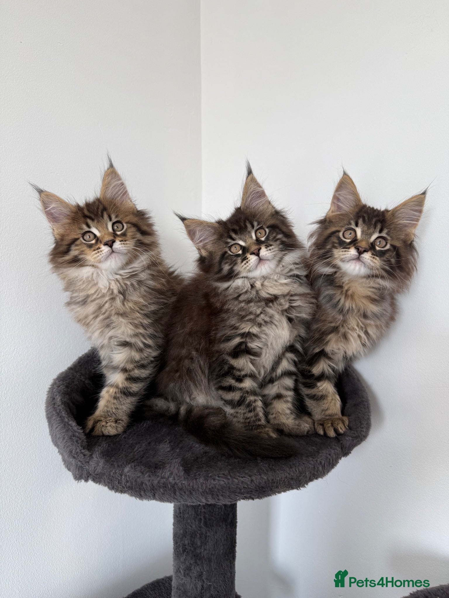 Maine Coon cats XL Russian Cubs 💚 - Advert 1