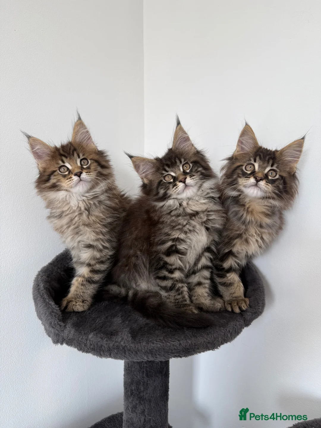 Maine Coon cats for sale: XL Russian Cubs 💚 - Advert 1