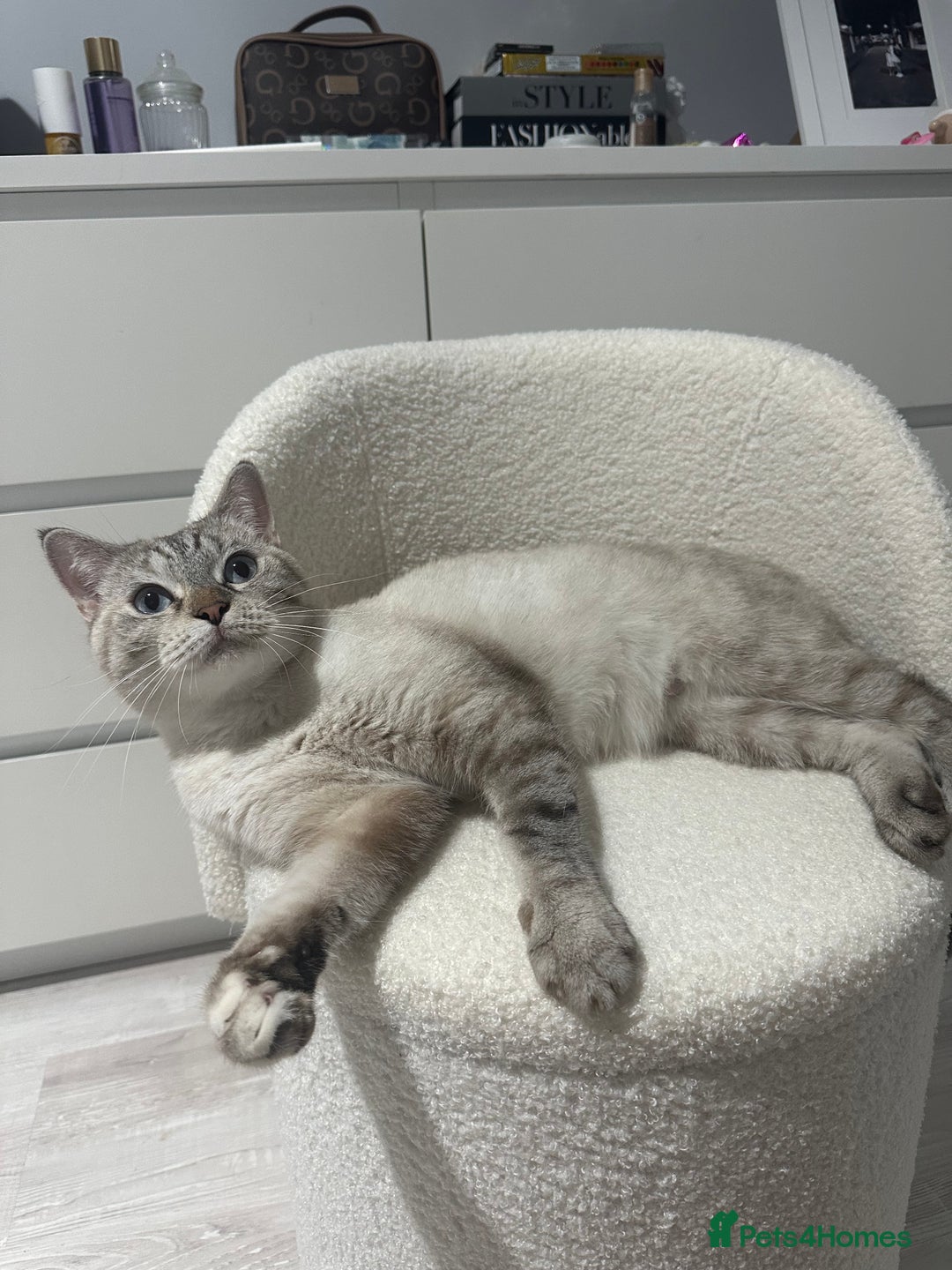 Scottish Fold cats for sale: Two adorable Scottish fold and straight kittens - Advert 12