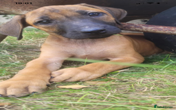 Rhodesian Ridgeback dogs for sale: KC reg chunky handsome pups - Image 10