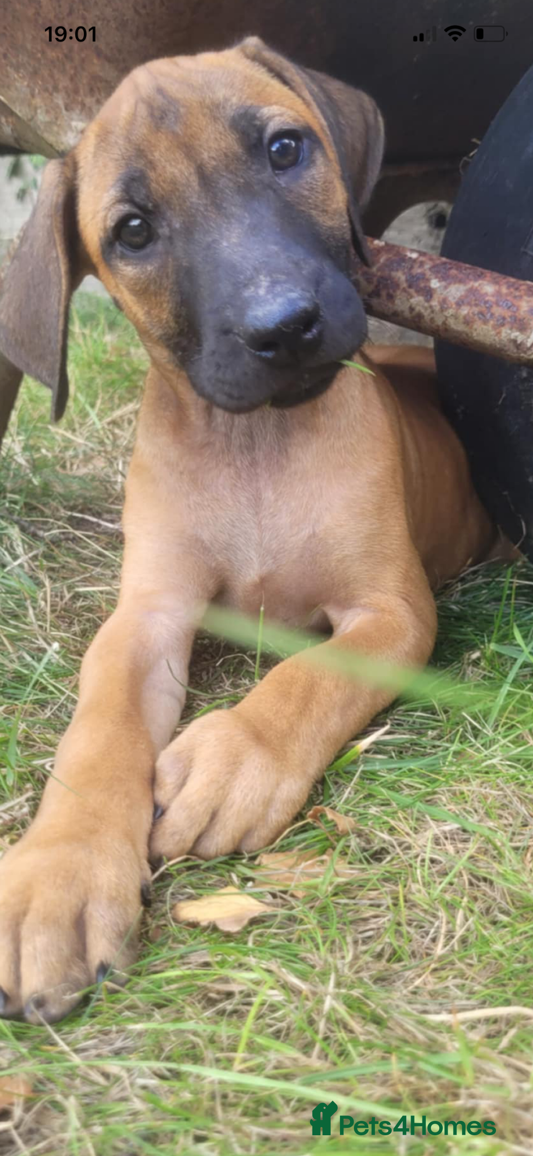 Rhodesian Ridgeback dogs for sale: KC reg chunky handsome pups - Image 10