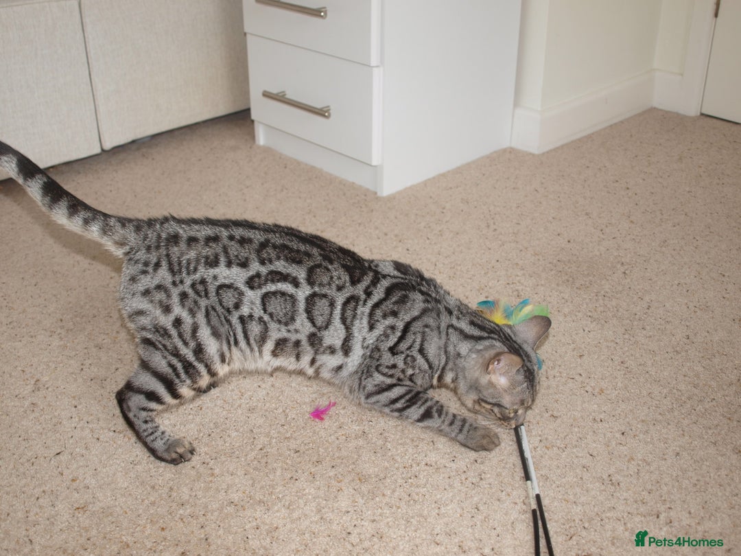Bengal cats for sale: Stunning Silver Rosetted Bengal - Advert 4