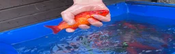 Koi Carp fish for sale: Pond closure  in West Bromwich - Advert 13