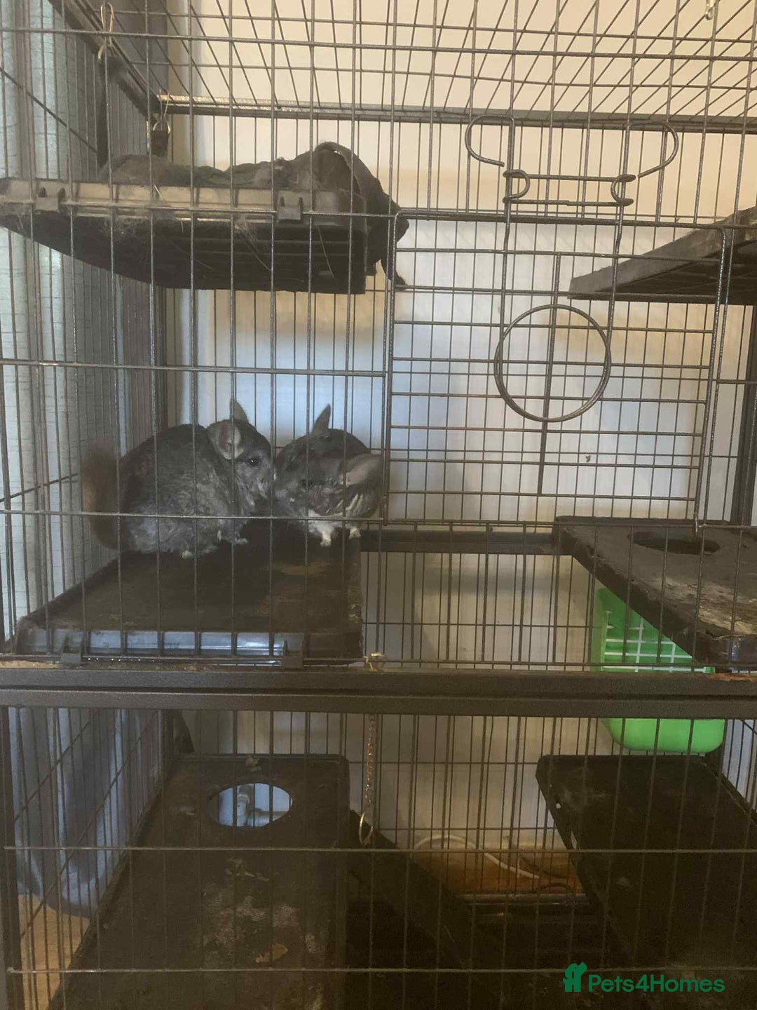 Chinchilla rodents for sale: Pair of male chinchilla s  - Image 2