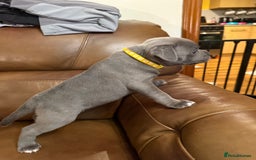 Staffordshire Bull Terrier dogs for sale: Lovely kc reg Staffordshire bull terrier puppies  - Image 32