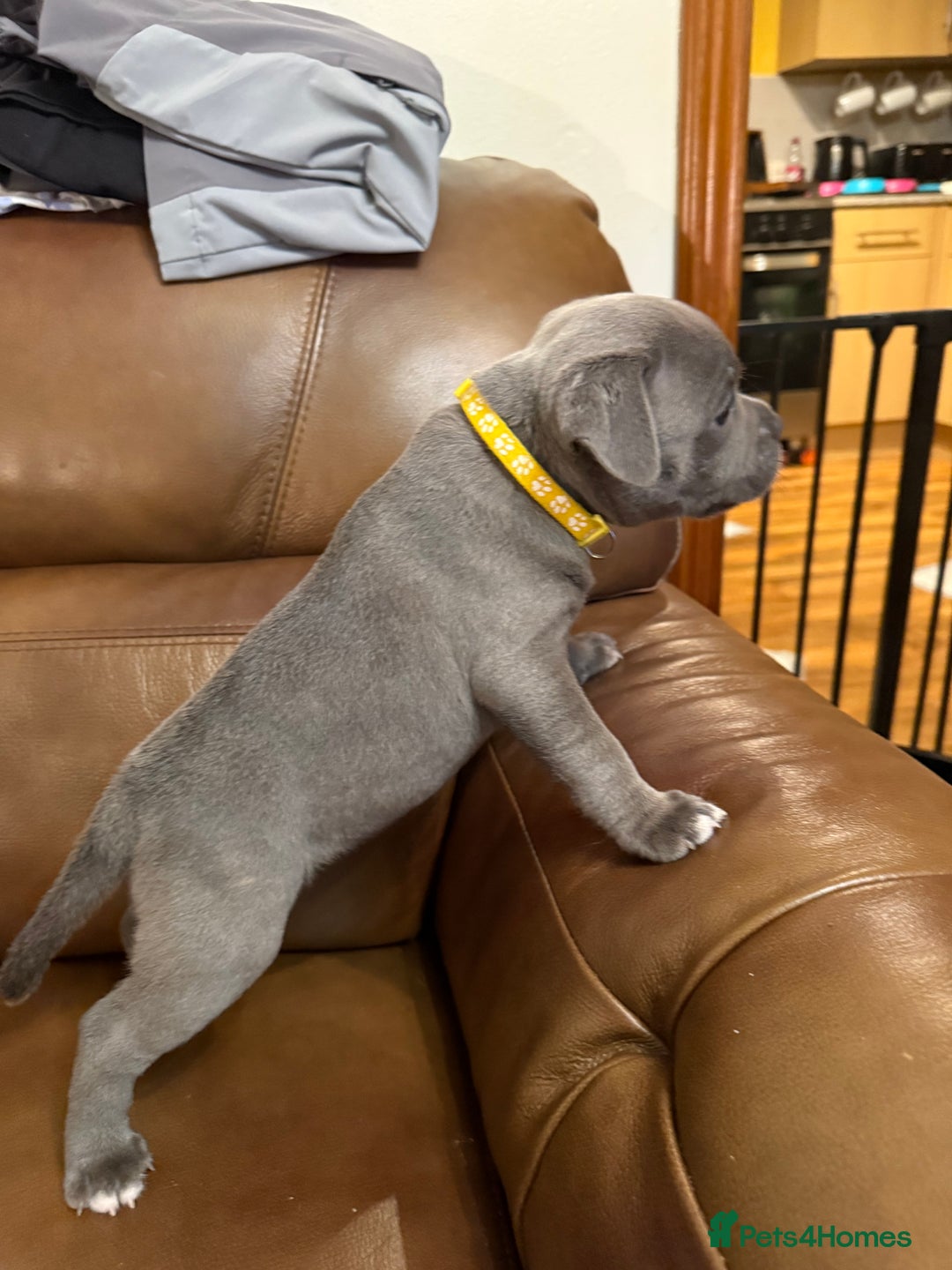 Staffordshire Bull Terrier dogs for sale: Lovely kc reg Staffordshire bull terrier puppies  - Image 32