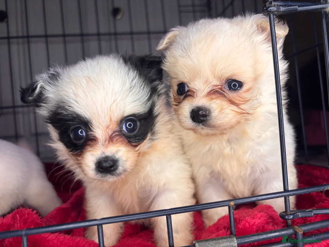 Pomchi dogs for sale: Pomchi puppy’s  - Advert 19