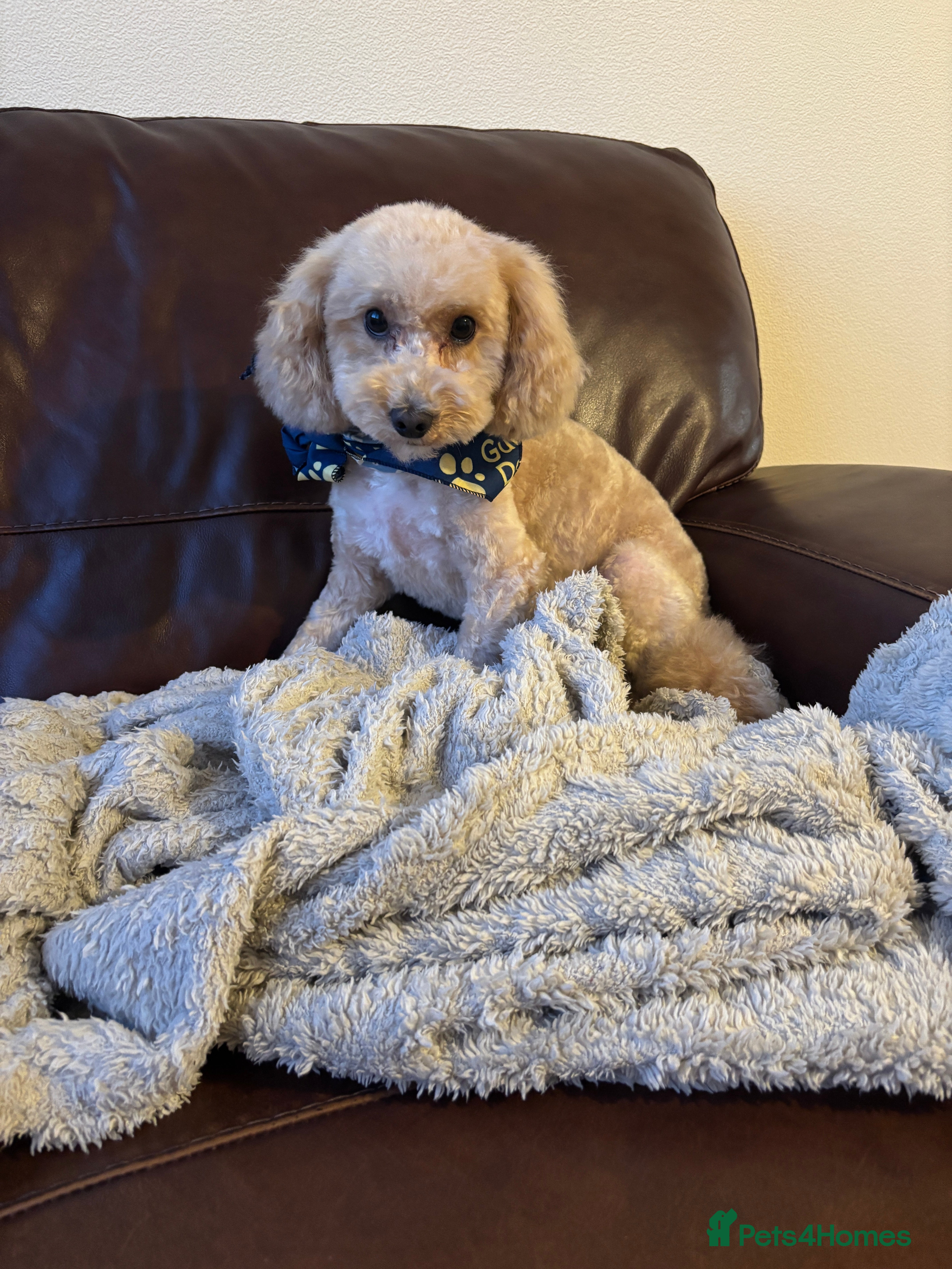 Toy Poodle dogs Toy poodle  - Advert 1