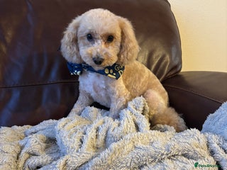 Toy Poodle dogs Toy poodle - Advert 1