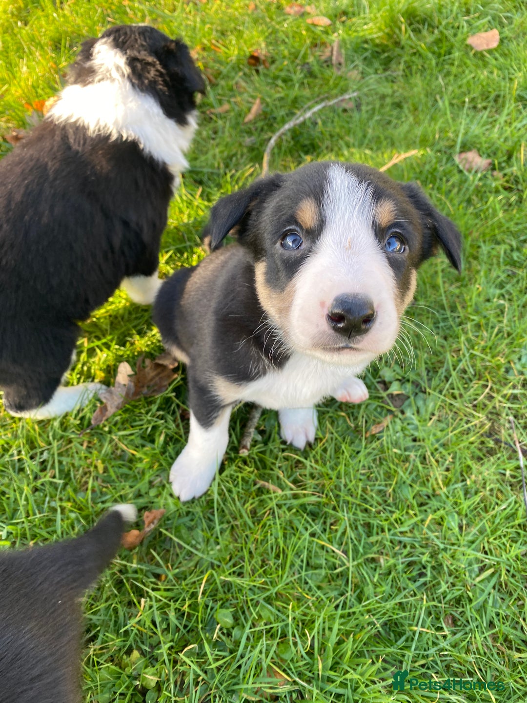 Mixed Breed dogs for sale: Beautiful Welsh Collie x Border Collie Puppies - Advert 6