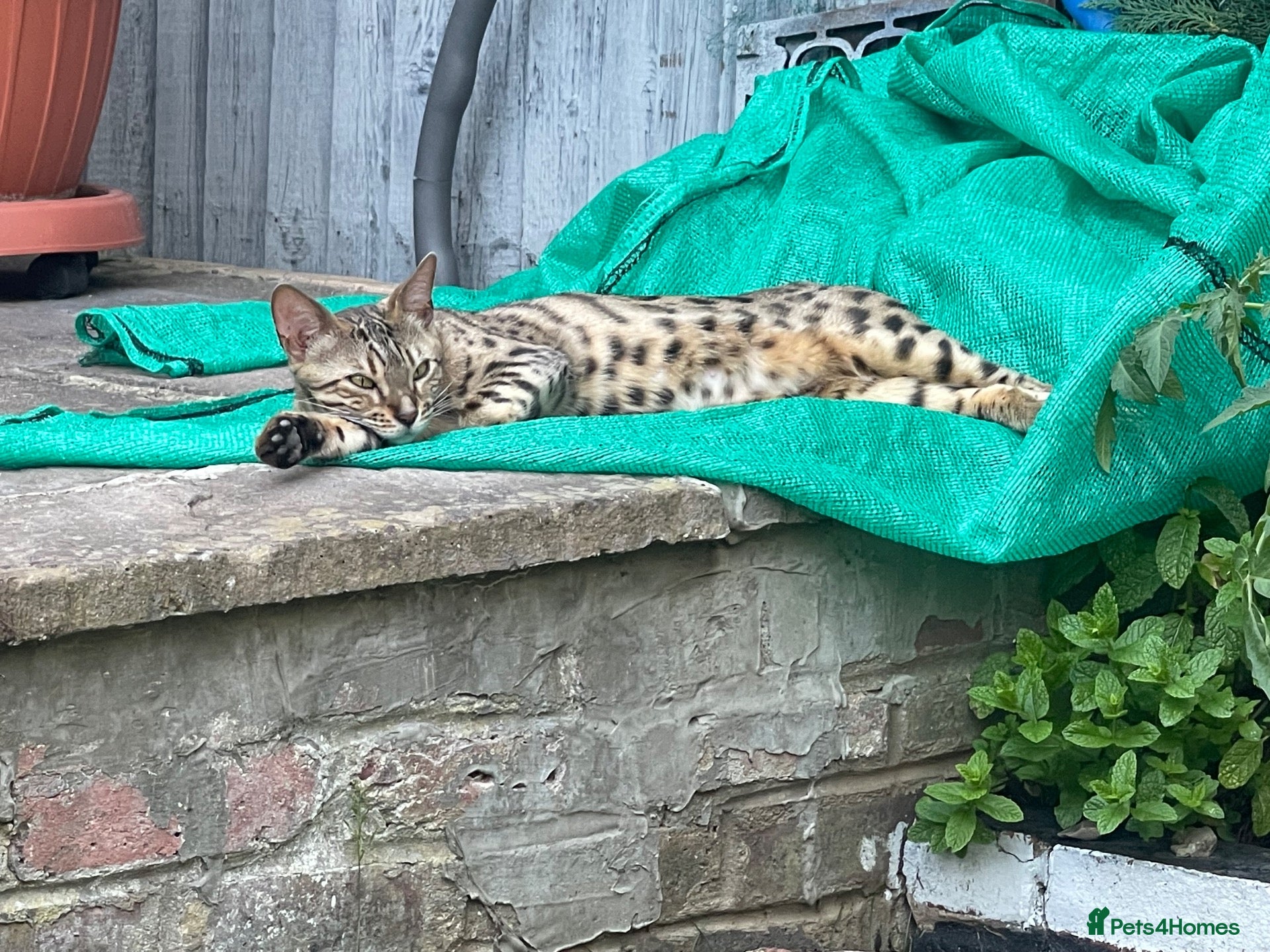 Bengal cats Adorable kittens for sale - Advert 1