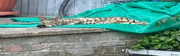Bengal cats for sale: Adorable kittens for sale - Advert 1